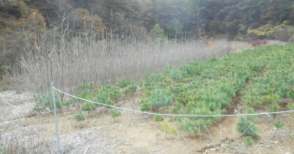 세종특별자치시 조치원읍 봉산리 OOO 답 경매 물건 이미지
