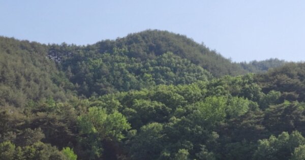 경상북도 울진군 매화면 매화리 OOOOO 임야 경매 물건 이미지