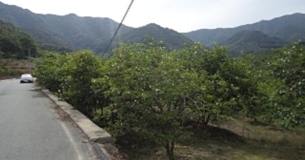 경상남도 밀양시 상동면 신곡리 OOOOO 답 경매 물건 이미지