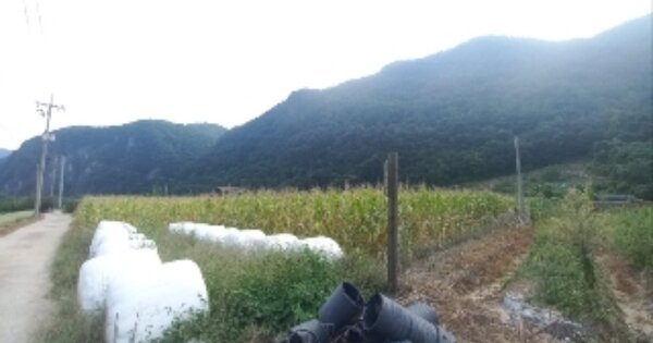 강원특별자치도 정선군 정선읍 가수리 OOOOO O OOO 전 경매 물건 이미지