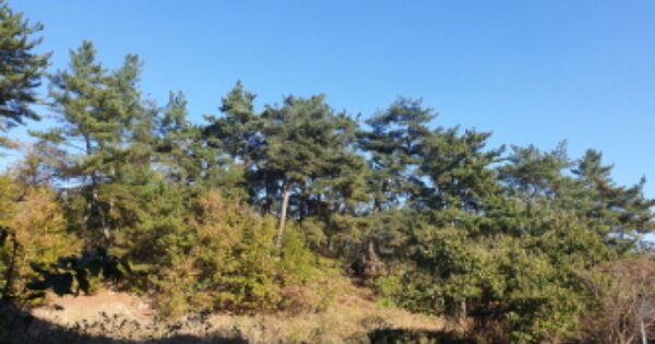 경상북도 경주시 동천동 OOO 임야 경매 물건 이미지