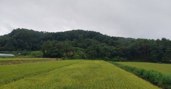 충청남도 공주시 이인면 주봉리 OOO 임야 경매 물건 이미지