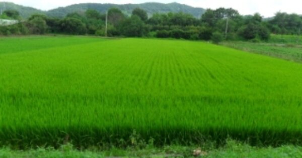 전라북도 정읍시 덕천면 상학리 OOO 답 경매 물건 이미지