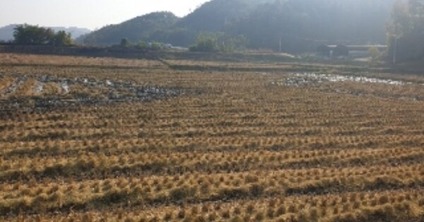 충청북도 충주시 앙성면 단암리 OOOOO 답 경매 물건 이미지