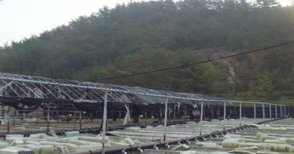 전라남도 완도군 신지면 신상리 OOOO 임야 경매 물건 이미지