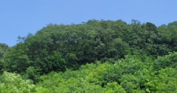 충청북도 청주시 상당구 남일면 송암리 OOOOOO 임야 경매 물건 이미지