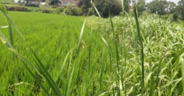 충청남도 당진시 신평면 도성리 OOOOO O OOO 전 경매 물건 이미지