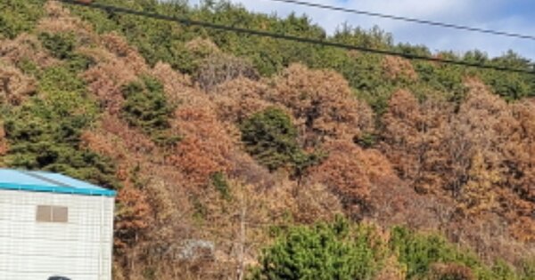 전라남도 광양시 중군동 OOOOO O OOO 답 경매 물건 이미지