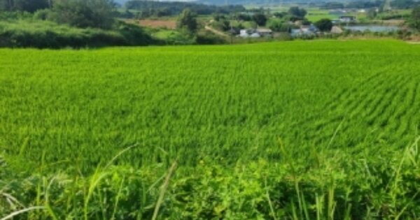 전라남도 영광군 법성면 용덕리 OOOOO 답 경매 물건 이미지