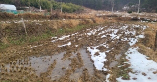 전라남도 영광군 백수읍 홍곡리 OOO 답 경매 물건 이미지