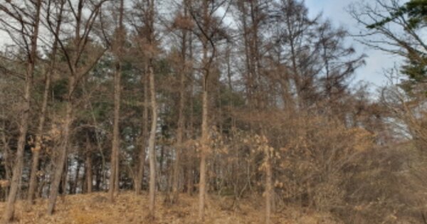 경기도 용인시 처인구 양지면 추계리 OOOOO 임야 경매 물건 이미지