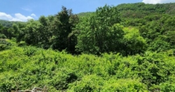경상북도 안동시 임하면 신덕리 OOO 전 경매 물건 이미지