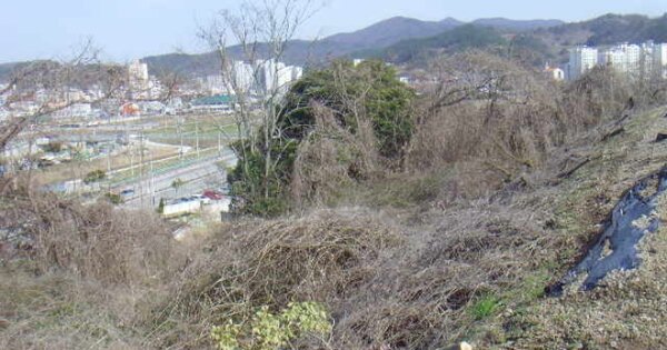 전라남도 진도군 진도읍 남동리 OOOOO 전 경매 물건 이미지