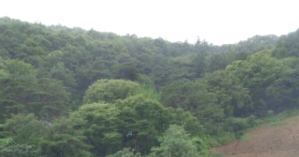 충청북도 괴산군 청천면 도원리 OOOOOO 임야 경매 물건 이미지