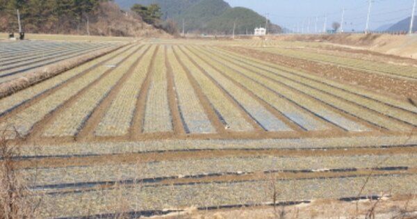 경상남도 합천군 청덕면 대부리 OOOO 답 경매 물건 이미지