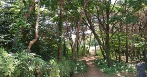 충청남도 홍성군 결성면 용호리 OOO 임야 경매 물건 이미지