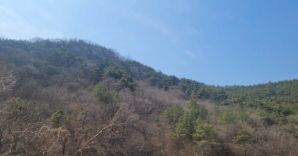 경상북도 고령군 운수면 대평리 OOOO 임야 경매 물건 이미지