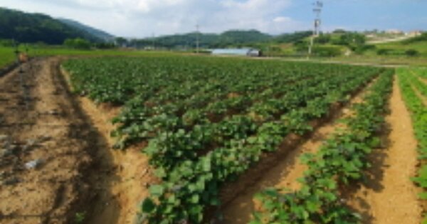 전북특별자치도 진안군 마령면 덕천리 OOOOO 전 경매 물건 이미지