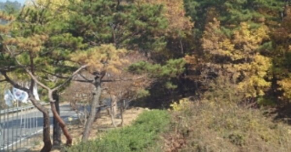 경상남도 창녕군 성산면 정녕리 OOOO 도로 경매 물건 이미지