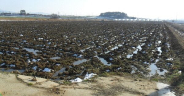 전라북도 고창군 공음면 예전리 OOOO 답 경매 물건 이미지