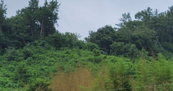 전라남도 보성군 노동면 용호리 OOOOO 전 경매 물건 이미지
