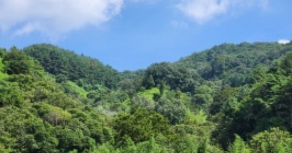 전라남도 광양시 진상면 황죽리 OOOO 임야 경매 물건 이미지