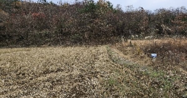 전라남도 보성군 문덕면 동산리 OOO 답 경매 물건 이미지