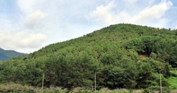 경상남도 창원시 진해구 서중동 OO 임야 경매 물건 이미지