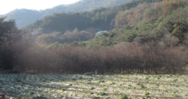 충청북도 괴산군 장연면 장암리 OOO 답 경매 물건 이미지