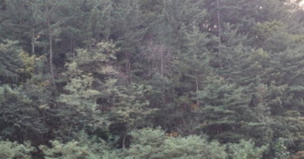 경상북도 울진군 기성면 척산리 OOOOO 임야 경매 물건 이미지