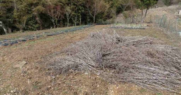 충청남도 논산시 연무읍 고내리 OOO O OOO 대지 경매 물건 이미지