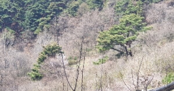 충청북도 충주시 수안보면 온천리 OOOOO 전 경매 물건 이미지