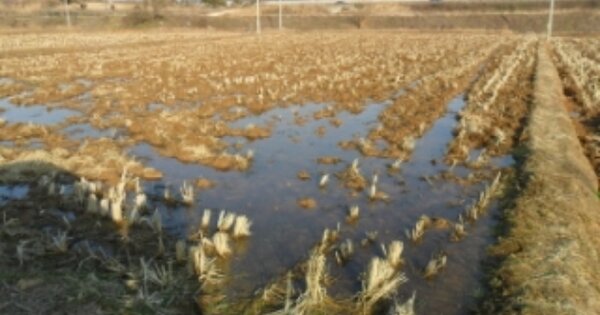 전라북도 고창군 고창읍 죽림리 OOOO 답 경매 물건 이미지