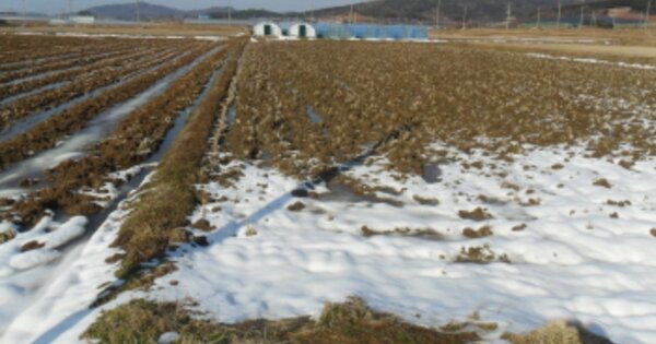 전라북도 고창군 상하면 용대리 OOOO 답 경매 물건 이미지