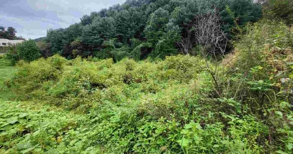 경기도 양평군 개군면 공세리 OOOOO 전 경매 물건 이미지