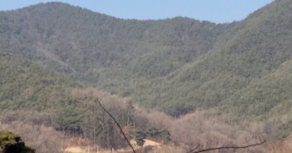 경상북도 고령군 쌍림면 용리 OOO 임야 경매 물건 이미지