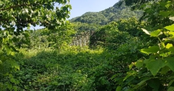 전라남도 광양시 봉강면 신룡리 OOOOOO 전 경매 물건 이미지