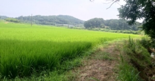 충청남도 당진시 송악읍 영천리 OOO 답 경매 물건 이미지