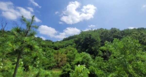 충청북도 청주시 상당구 남일면 송암리 OOOOOO 임야 경매 물건 이미지