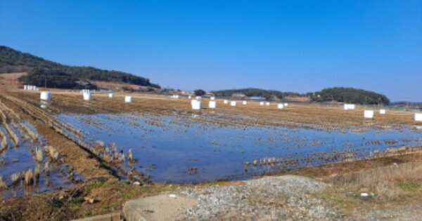 충청남도 태안군 안면읍 정당리 OOOOOO O OOO 답 경매 물건 이미지