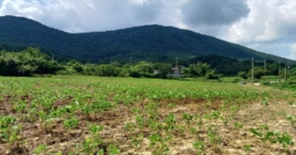 광주광역시 북구 충효동 OOO 답 경매 물건 이미지