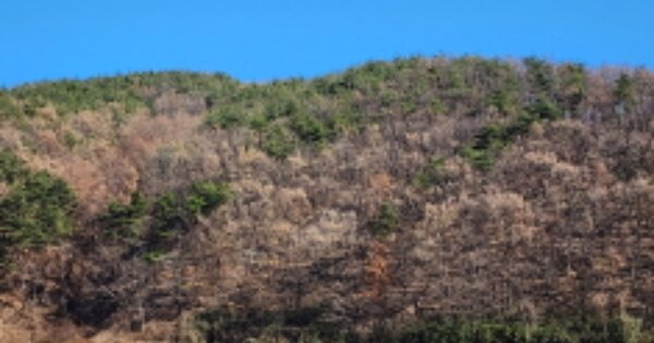 울산광역시 울주군 두서면 전읍리 OOOO 임야 경매 물건 이미지