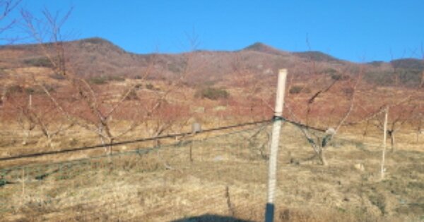 경상북도 청도군 청도읍 덕암리 OOO O OOO 답 경매 물건 이미지