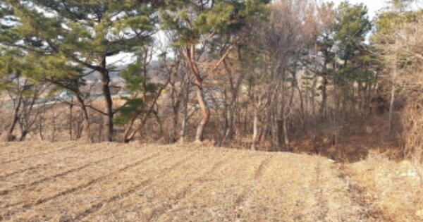 경상북도 경주시 외동읍 모화리 OOOOOO 임야 경매 물건 이미지