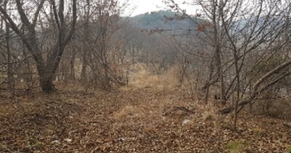 충청남도 서천군 마산면 이사리 OOO 임야 경매 물건 이미지