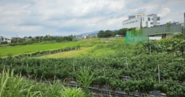 충청남도 천안시 서북구 업성동 OOOOO 답 경매 물건 이미지