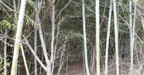 충청남도 홍성군 금마면 봉서리 OOOOO 전 경매 물건 이미지