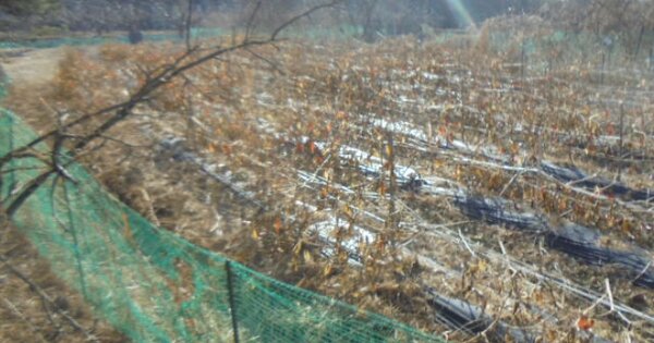 충청북도 음성군 감곡면 오향리 OOOO 과수원 경매 물건 이미지