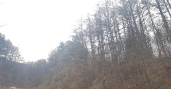 강원특별자치도 홍천군 화촌면 내삼포리 OOO 임야 경매 물건 이미지