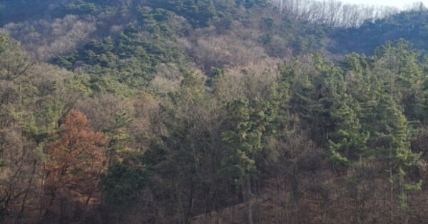 경상북도 경산시 남천면 하도리 OOOO 임야 경매 물건 이미지